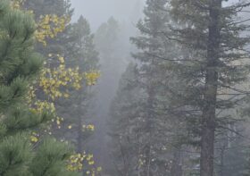 Foggy Trees